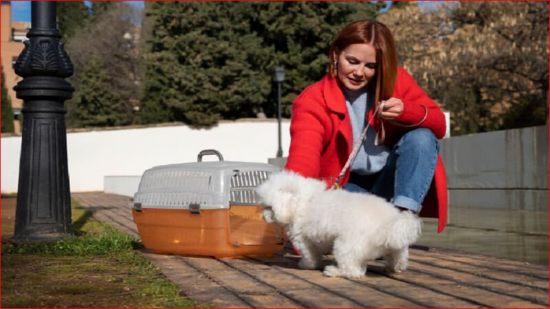 How Does Dog Boarding Support Better Care for Dogs During Extended Weekend Trips?